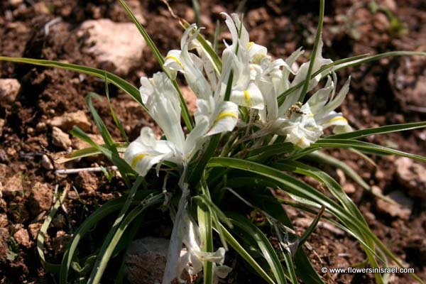 Flowers in Israel